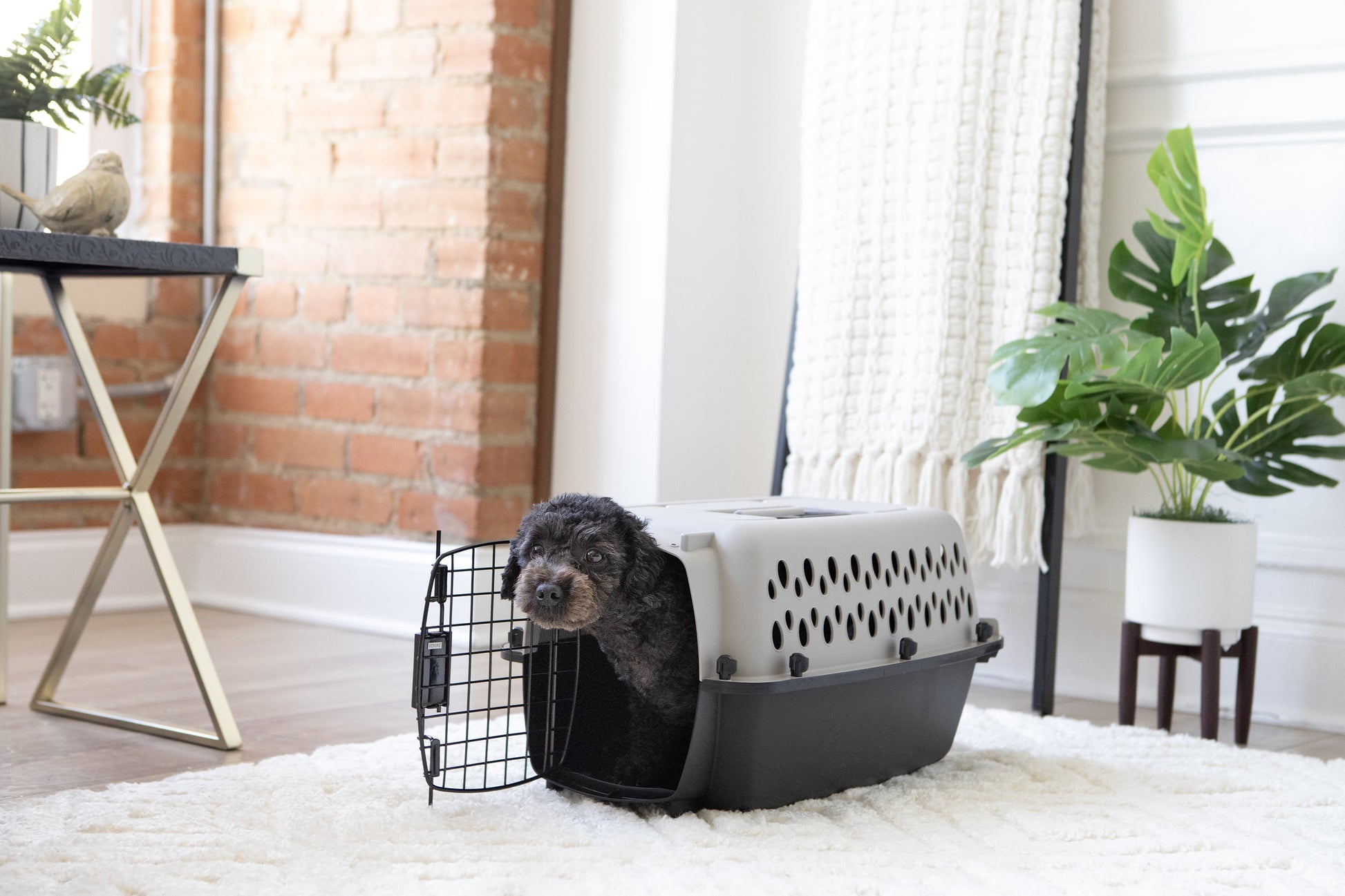 Pet Portable Kennel for Dogs, Hard-Sided Travel Carrier, Durable, Metal Door, Black & Grey, for Pets up to 10 Lbs, 19" L X 12.3" W X 10.8" H